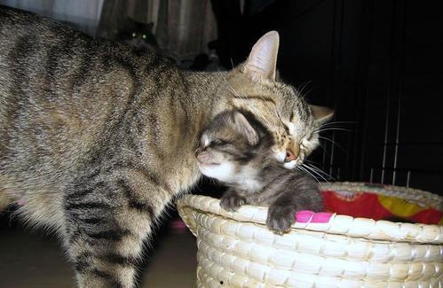 娱乐吃瓜酱猫妈妈,揭秘娱乐圈背后的温馨故事