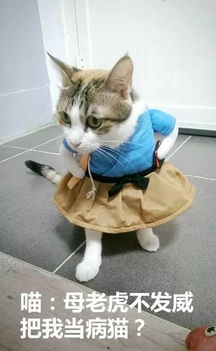 娱乐吃瓜君猫猫生气歌,娱乐吃瓜君带你领略萌宠音乐魅力