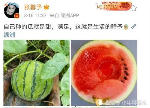 八卦吃瓜娱乐大瓜,揭秘娱乐圈那些吃瓜大瓜背后的真相