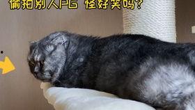 娱乐圈吃瓜猫是谁,揭秘娱乐圈幕后真相的神秘人物