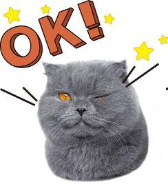 娱乐吃瓜懒猫儿,轻松解码娱乐圈热点