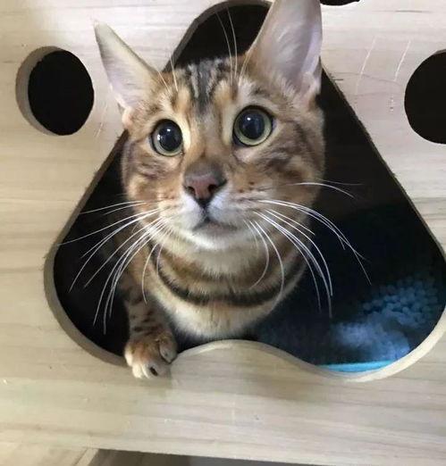 娱乐吃瓜酱替小猫赎身,娱乐吃瓜酱助力爱心行动