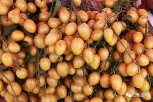 雪梨娱乐吃瓜,揭秘娱乐圈吃瓜背后的真相与内幕