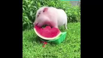西瓜视频吃瓜猪娱乐,西瓜视频热门搞笑内容盘点