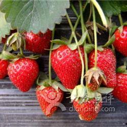 娱乐吃瓜酱草莓发卡,娱乐吃瓜酱的时尚宠儿